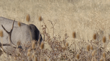 Hungry Mule Deer GIF by U.S. Fish and Wildlife Service