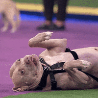 Tired Dog GIF by ABC Network