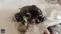 Pick of the Litter: Green Great Dane Born in Canon City