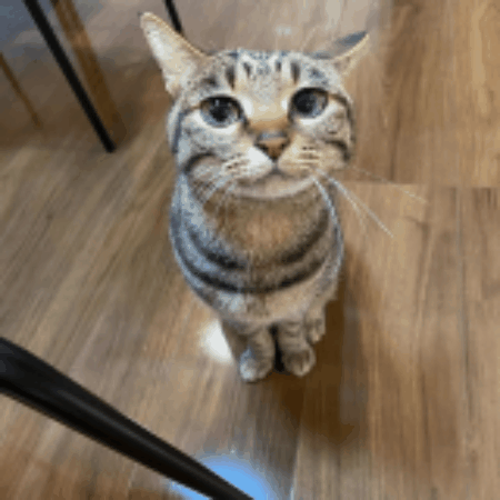 Animated GIF