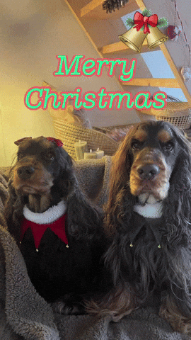 Merry Christmas GIF