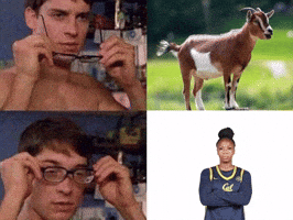 Cal GIF by CALWBB