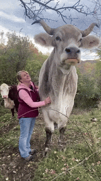 Funny-farm-animals GIFs - Get the best GIF on GIPHY
