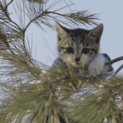 Video gif. A kitten in a cheerleading costume calls for help from the branches of a pine tree.
