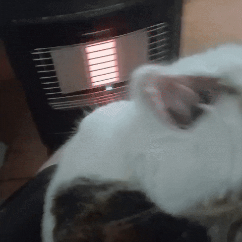 Cute Cat GIF