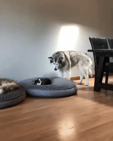 Cat And Dog Aww GIF by JustViral.Net - Find & Share on GIPHY