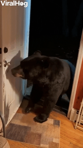 Bear Politely Closes Door GIF by ViralHog