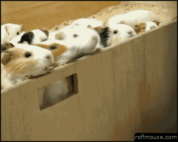 Guinea Pig GIF - Find & Share on GIPHY