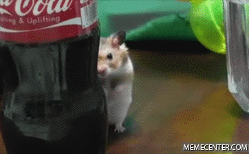 Hamster Meme Gifs Get The Best Gif On Giphy