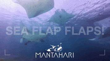 Blue Ocean Bubbles GIF by Mantahari Ocean Care
