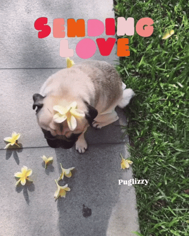 Love You Cute Dog GIF