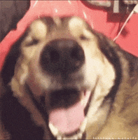 happy dog massage GIF