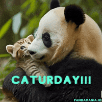 Happy Cat GIF by PandaMania