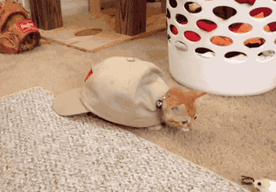 giphy.gif