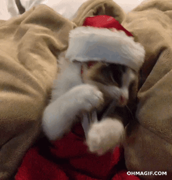 santa claus christmas cat GIF
