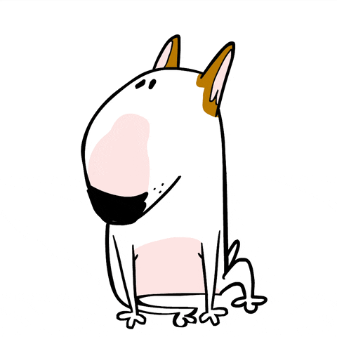 Confused Bull Terrier GIF by Jimmy the Bull