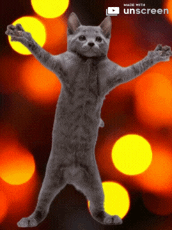 Dance Cat GIF by Unscreen