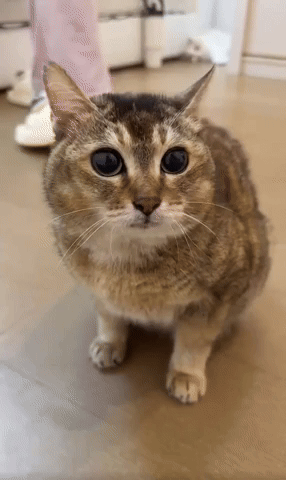 Cat GIF
