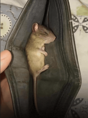 No Money Wallet GIF