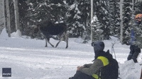 Skiers Try to Steer Clear of Moose Mother in Colorado