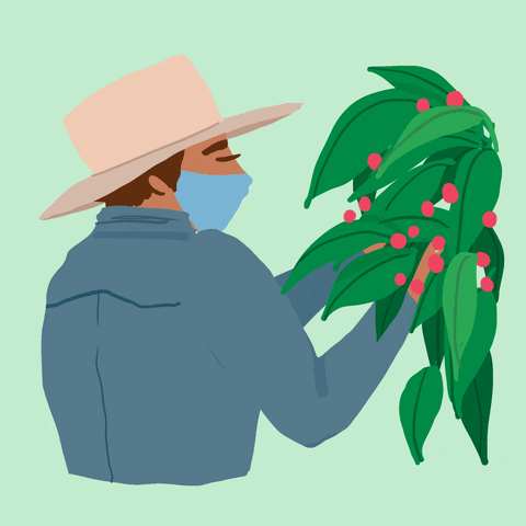 Digital art gif. Person wearing a beige sunhat, a light blue facemask, and a steely blue jacket tends to a hanging branch of vibrant green leaves and red berries.