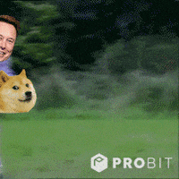 Elon Musk Meme GIF by ProBit Exchange