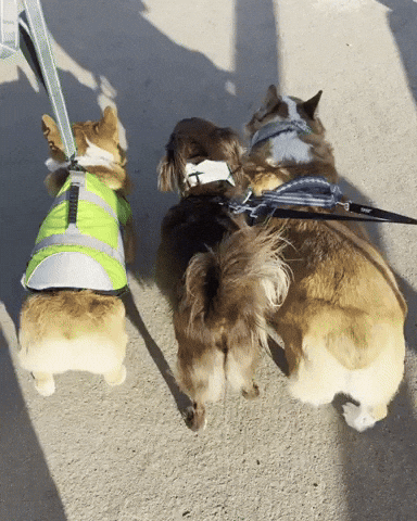 Corgi Cute Dog GIF
