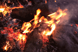 fire flame fire gif bonfire firewood