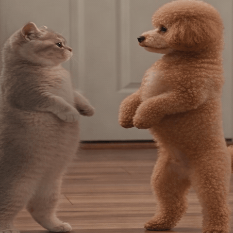 Fight Cat GIF