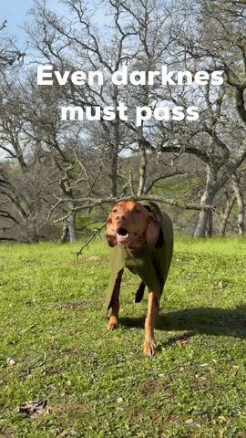 Lord Of The Rings Hobbit GIF