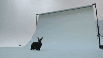 hopping national geographic GIF by Nat Geo Wild