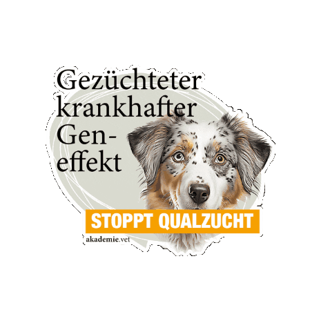 Sticker by akademievet