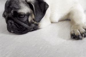 Awkward Dog GIF