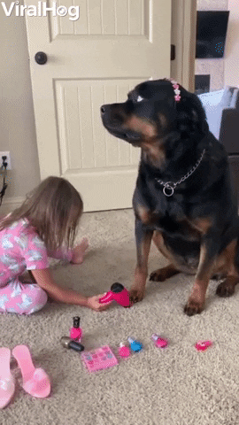 Patient Rottweiler Maya Gets Pampered On Spa Day GIF by ViralHog