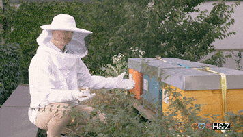 Honey Bees GIF by H&Z Management Consulting
