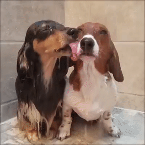 dogs shower GIF