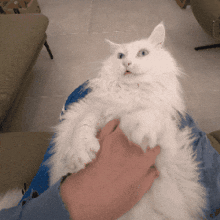 Catsquish GIF