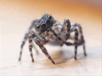 Cute Jumping Spider Gif Cute Jumping Spider Gif