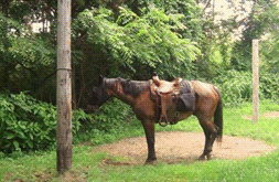 equestrian