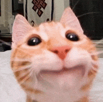 Cat Orange GIF