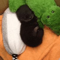 200.gif