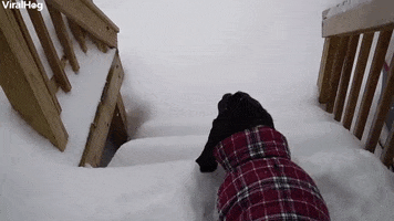 Video gif. Dog wearing a snow jacket looks at a snow pile on the stairs. He leaps into the snow and falls in, face first, as its tail begins to wag.