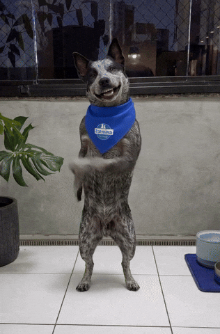 Dance Dog GIF by Tornado - Blue Heeler