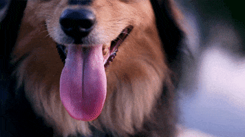 Dogs Baboon Gif By Viral Gif