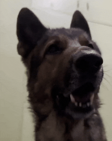 Im Out German Shepherd GIF