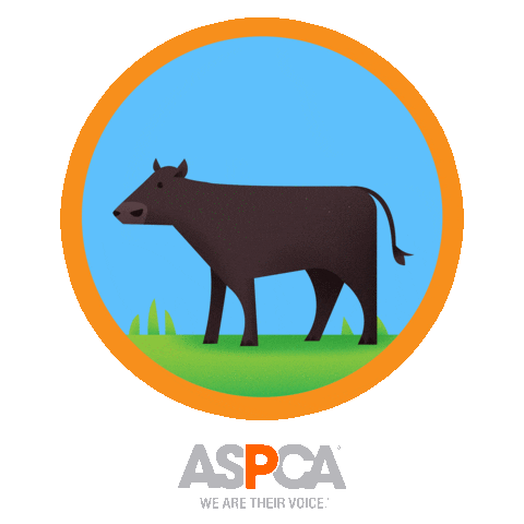 Farm Animal Cow Sticker by ASPCA