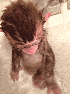Baby Monkey Gifs Get The Best Gif On Giphy