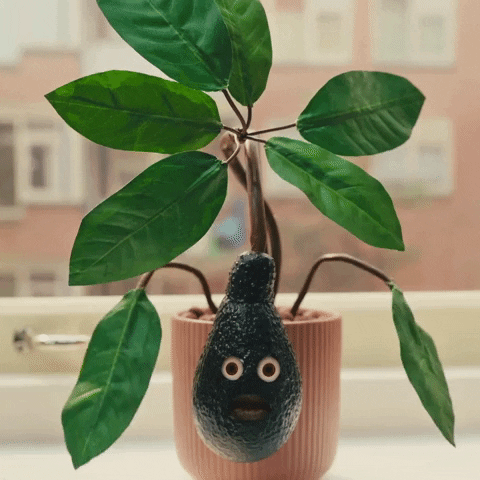 Plant Avocado GIF by VPRO
