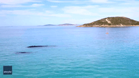 Whales Swim Under Paddleboarders Off Western Australia Coast