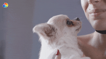 discoveryplusit funny dog lol discovery GIF